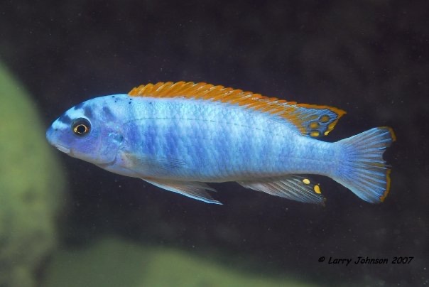 Labeotropheus trewavasae 'Thumbi West Island'